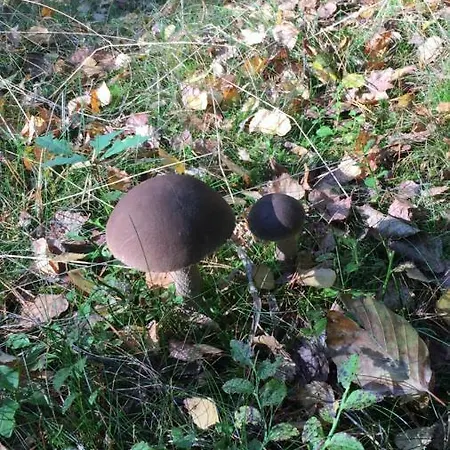 בית אירוח Przy Warszawskiej *